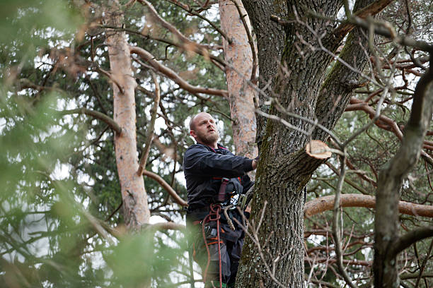 How Our Tree Care Process Works  in  Farmersburg, IN