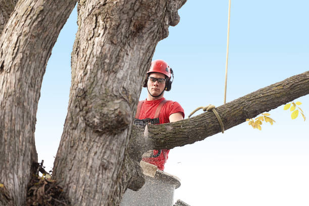 Leaf Removal in Farmersburg, IN